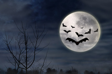 Bats flying in the dark night