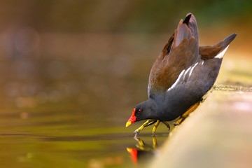 Bird Gallinula chloropus