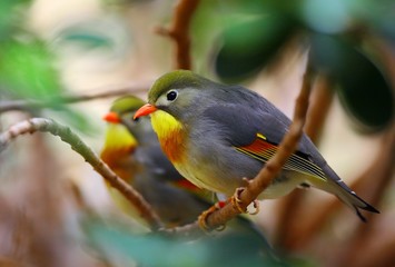 Peking robin bird friendship
