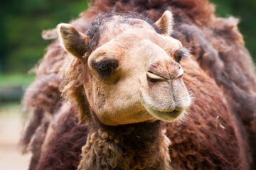 Fototapeta premium Camel portrait