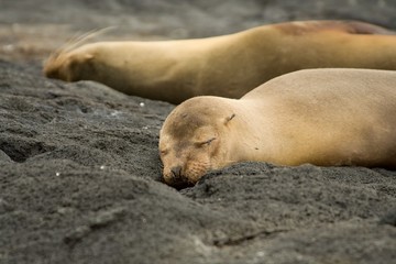 Galapagos Sea Lion