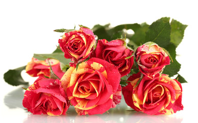 Beautiful red-yellow roses on white background close-up
