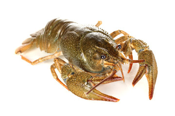 Alive crayfish isolated on white close-up