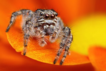 Jumping spider from Turkey