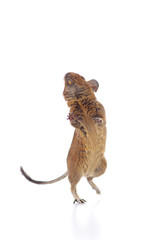 Active Degu