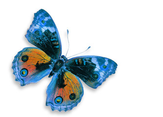 Blue Pancy Butterfly