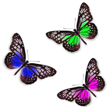 butterflies isolated