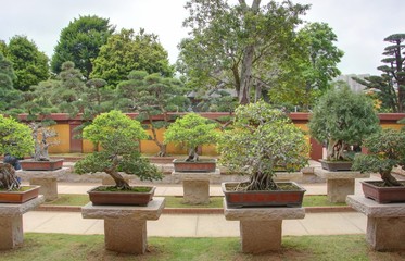 Fototapeta na wymiar jardin de bonsai à hong kong