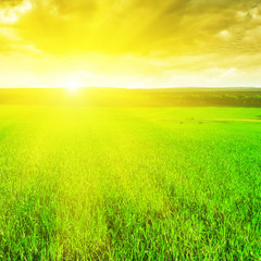 beautiful sunrise over a wheat field