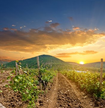 Wineyard At The Sunset