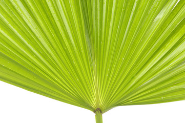 Fresh Palm leaf