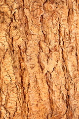 Detail of tree bark