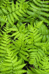 nice green fern leaves in botanic garden