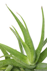 Green leaves of aloe plant
