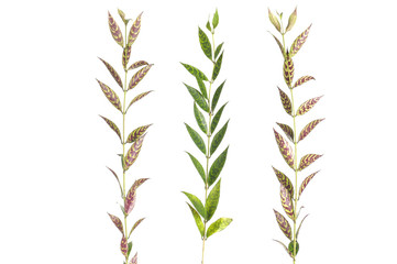 three branch of leaves against white background