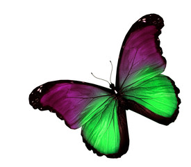Violet green butterfly on white background