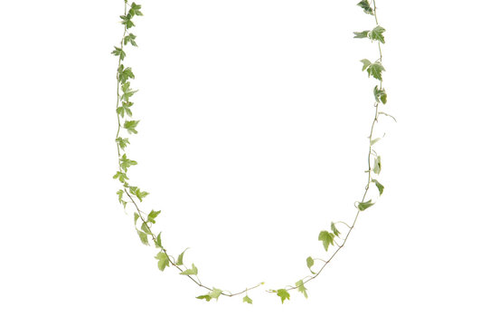 Green ivy leaves frame
