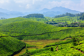 Obraz premium Tea plantations