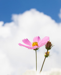 flower on cloud background