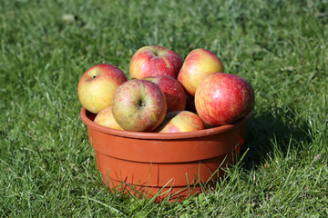 apple tree