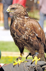 Common Buzzard bird of prey known as Buteo buteo