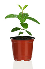 Plant in flowerpot