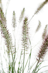 Decorative feather grass - Pennisetum Hameln - obrazy, fototapety, plakaty