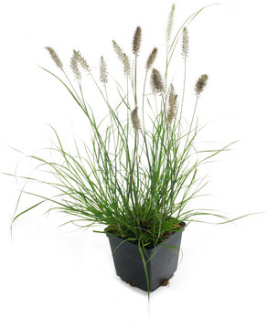 Decorative feather grass - Pennisetum Hameln