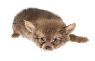 Obraz premium Funny puppy Chihuahua poses on a white background