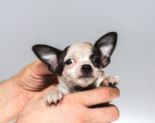 Funny puppy Chihuahua poses on a white background