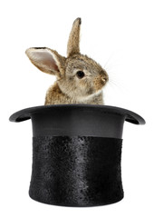 Rabbit bunny in top hat magic trick isolated