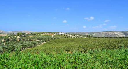 Fototapeta na wymiar Plantacji drzew oliwnych i winogron