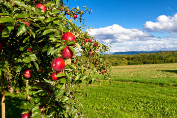 Apfelbaum in der Natur © Jürgen Fälchle