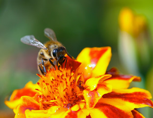 Bee