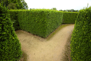 geometric pattern of green hedge flowerbed