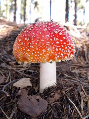 Fliegenpilz im Herbst