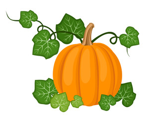 Orange pumpkin with leaves. Vector illustration.