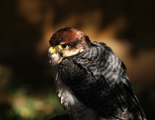 Portrait of a Lanner Falcon