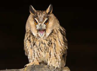 Portrait og a Long Eared Owl screeching