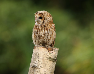Portrait of a Tawny Owl in woodland