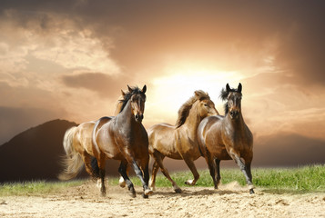 Fototapeta na wymiar konie biegać