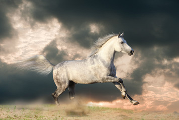 stallion in dust