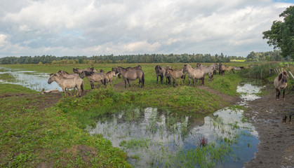 Konik horses in nature in autumn © Naj