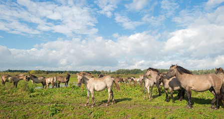 Konik horses in nature in autumn © Naj