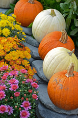 pumpkins and fall mums