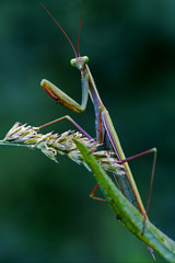 look in the eyes of a mantis