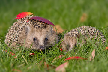 Igel im Herbst