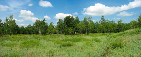 Fototapeta na wymiar Letni krajobraz w parku. Panorama