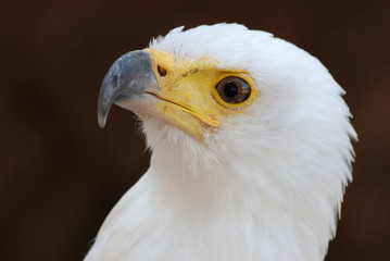 rapace