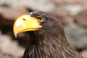 oiseau de proie